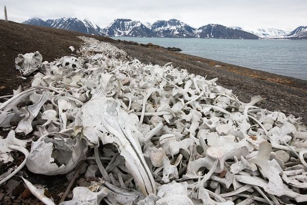 Beluga whalebones Svalbard August 2022