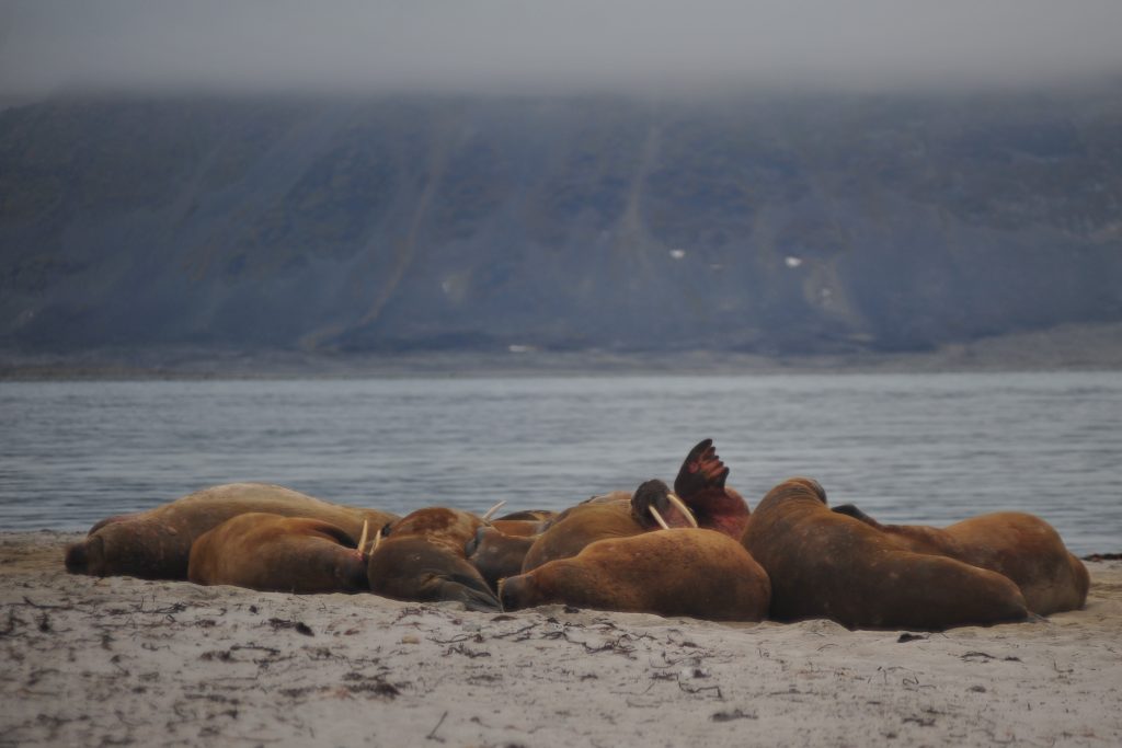 Male walrus colony Svalbard Aug 2022