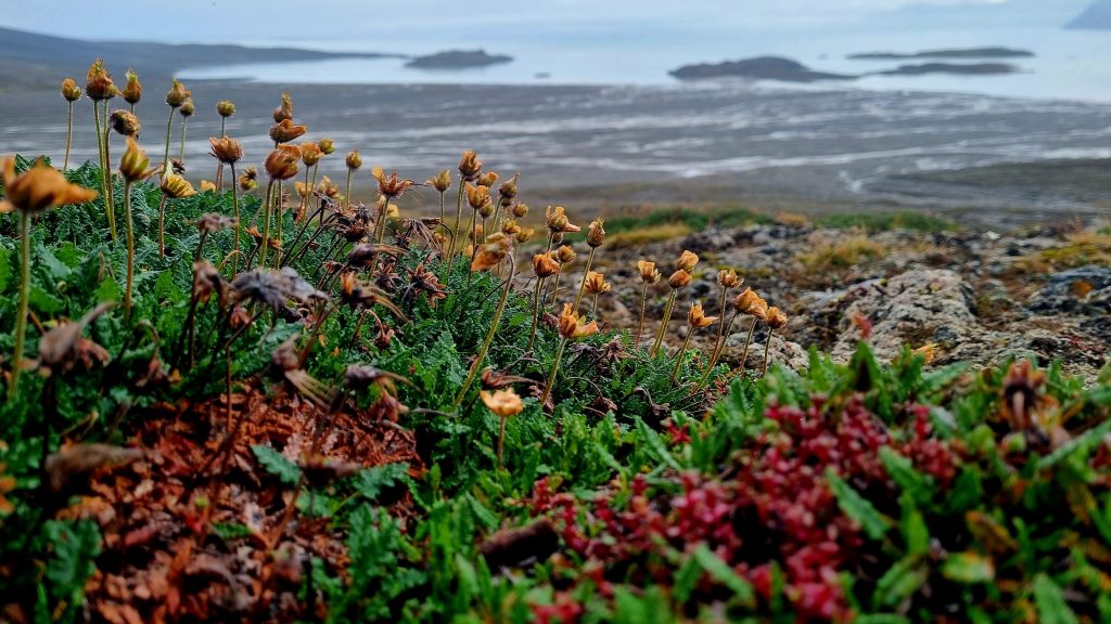 Arctic flora Svalbard August 2022